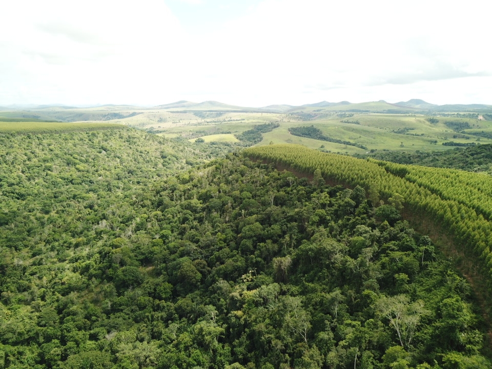 Dia da Árvore: Suzano avança em ações de restauração e conservação ambiental 